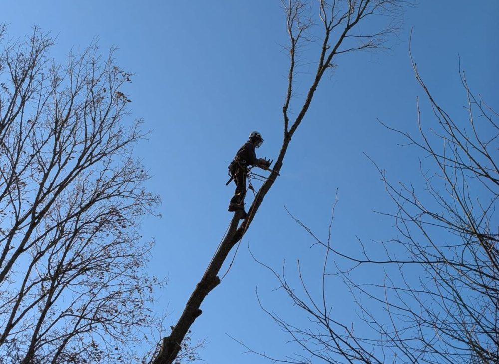 dwoliver-tree-surgeon-work9